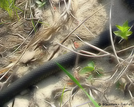 Aizdomīgie kāti Aizdomīgie kāti